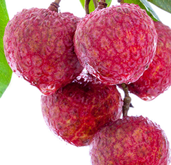 荔枝可以燉湯嗎？荔枝可以做菜嗎？