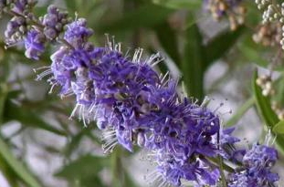 圣潔莓怎么吃法？圣潔莓膠囊飯前還是飯后吃