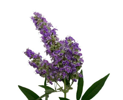 圣潔莓是雌激素嗎？圣潔莓是什么來的？