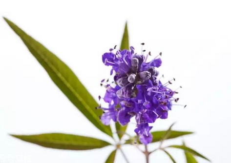 圣潔莓是雌激素嗎？圣潔莓是什么來的？