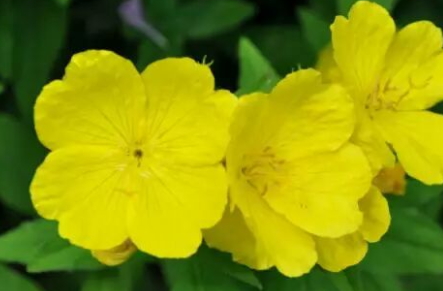 圣潔莓和月見(jiàn)草可以一起吃嗎？