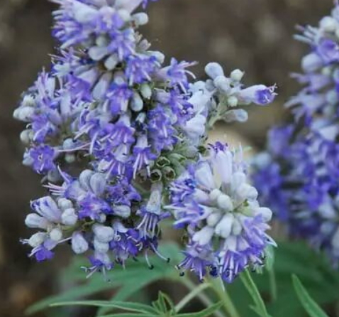 圣潔莓和月見(jiàn)草可以一起吃嗎？