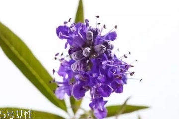 圣潔莓和月見(jiàn)草區(qū)別？圣潔莓和月見(jiàn)草有什么不一樣？