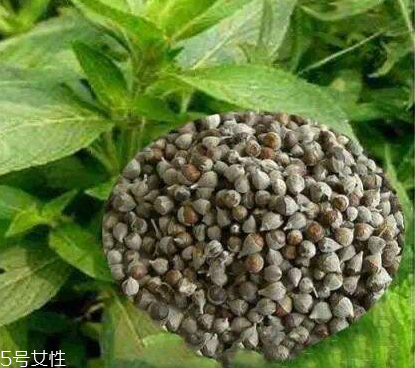 圣潔莓可以長期吃嗎？長期圣潔莓好嗎？