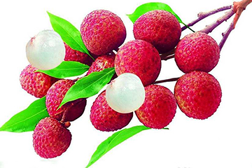 荔枝的品種 荔枝有哪些種類？