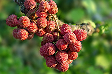 荔枝選購技法 荔枝怎么挑？