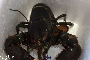 波士頓龍蝦怎么殺？怎么殺波士頓龍蝦？