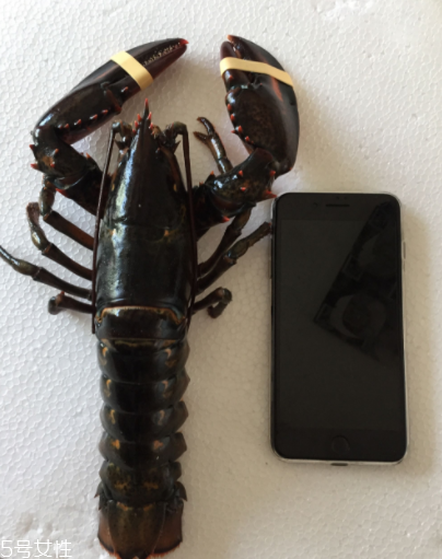 波士頓龍蝦怎么殺？怎么殺波士頓龍蝦？