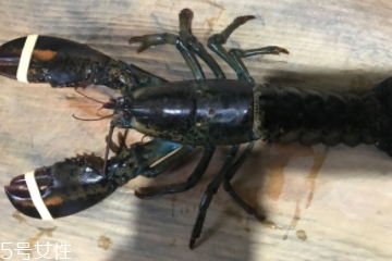 波士頓龍蝦是淡水的嗎？波士頓龍蝦是海里的嗎？