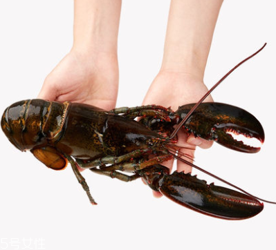 波士頓龍蝦能生吃嗎？波士頓龍蝦適合生吃嗎？