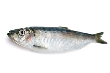 青魚是淡水魚還是海魚？青魚是淡水魚嗎？