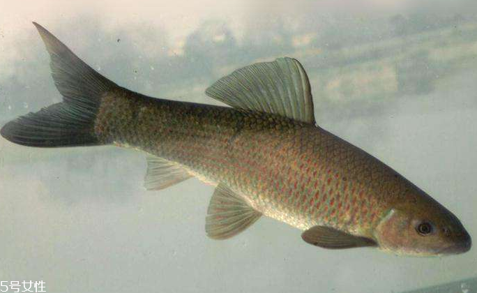 青魚是淡水魚還是海魚？青魚是淡水魚嗎？