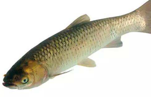 青魚是淡水魚還是海魚？青魚是淡水魚嗎？