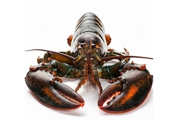 波士頓龍蝦頭部怎么處理？波士頓龍蝦蝦頭處理方法