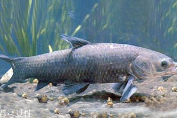 青魚是發(fā)物嗎？吃青魚會(huì)過敏嗎？