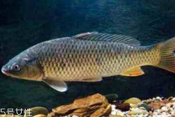 青魚是發(fā)物嗎？吃青魚會(huì)過敏嗎？