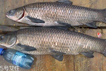 青魚是發(fā)物嗎？吃青魚會(huì)過敏嗎？