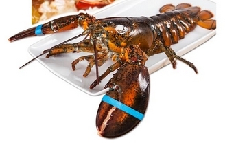 波士頓龍蝦死了還能吃嗎？死的波士頓龍蝦能吃嗎？