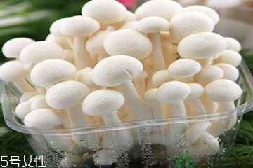 白玉菇為什么是苦的？白玉菇怎么會苦？