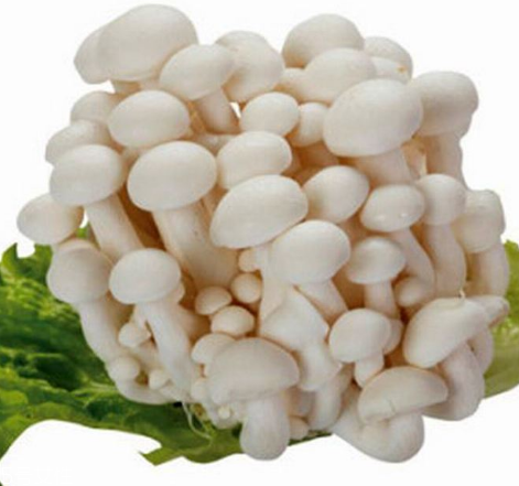 白玉菇的選購技巧 白玉菇怎么挑選？