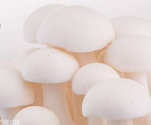 白玉菇的吃法 白玉菇能燉雞嗎？