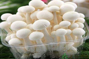 白玉菇為什么是苦的？白玉菇怎么會苦？