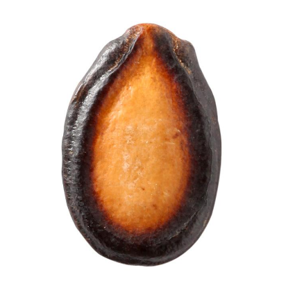 西瓜子是西瓜的子嗎？西瓜子怎么種的