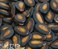 西瓜子的宜忌人群 西瓜子不是適合哪些人吃？