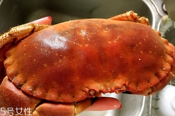 面包蟹是寒性的嗎？面包蟹性寒嗎？