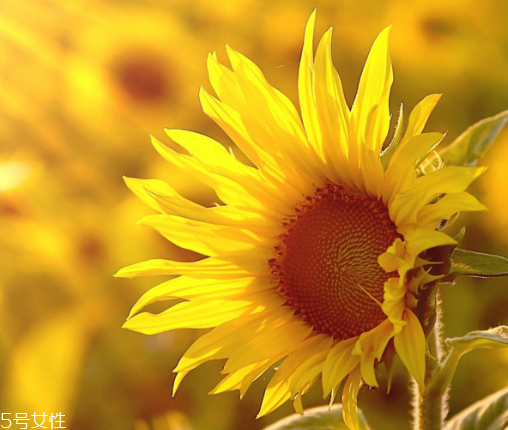 葵瓜子能種向日葵嗎？葵瓜子怎么種出向日葵？