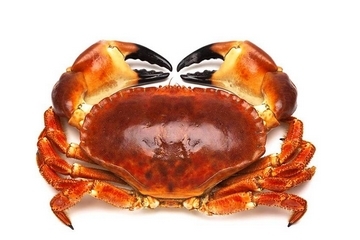 面包蟹能冷凍嗎？面包蟹可以放冰箱嗎？