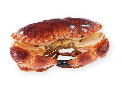 面包蟹能冷凍嗎？面包蟹可以放冰箱嗎？