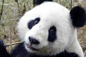 激光去黑眼圈多久恢復(fù)？激光除黑眼圈多久見(jiàn)效