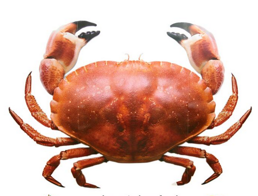 面包蟹如何打開？如何吃活面包蟹？