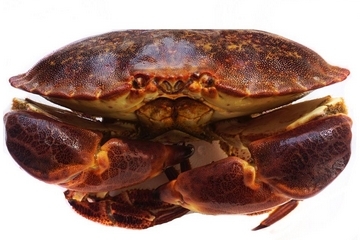 面包蟹孕婦可以吃嗎？孕婦可以吃面包蟹嗎？