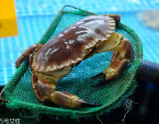 面包蟹孕婦可以吃嗎？孕婦可以吃面包蟹嗎？