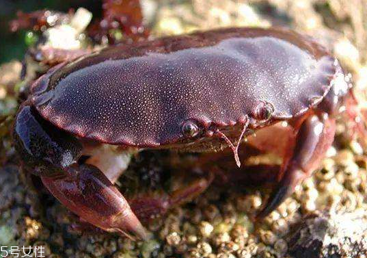 面包蟹孕婦可以吃嗎？孕婦可以吃面包蟹嗎？