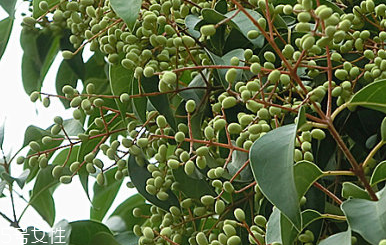 女貞子是什么？什么是女貞子？