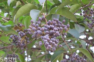 女貞子是什么？什么是女貞子？