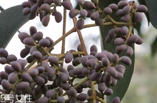 女貞子是什么？什么是女貞子？