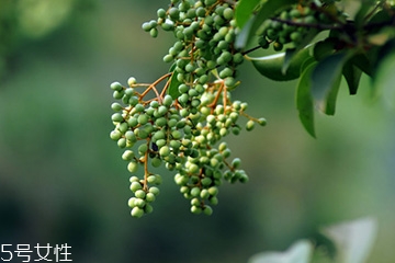 女貞子是藥物嗎？女貞子是做什么的？