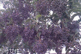 女貞子對孕婦有什么效果？孕婦能吃女貞子嗎？