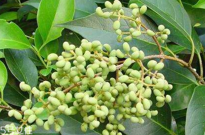 女貞子對孕婦有什么效果？孕婦能吃女貞子嗎？