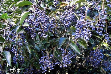 女貞子對孕婦有什么效果？孕婦能吃女貞子嗎？