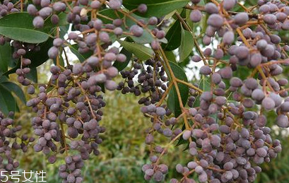 女貞子生長環(huán)境 女貞子怎么種植 女貞子生長環(huán)境 女貞子怎么種植