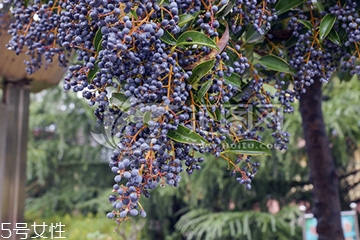 女貞子生長環(huán)境 女貞子怎么種植 女貞子生長環(huán)境 女貞子怎么種植