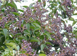 女貞子能和決明子一次吃嗎？女貞子和桑葚一起煮會怎樣？