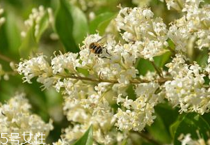 女貞子能和決明子一次吃嗎？女貞子和桑葚一起煮會怎樣？