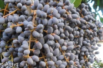 女貞子能和決明子一次吃嗎？女貞子和桑葚一起煮會怎樣？