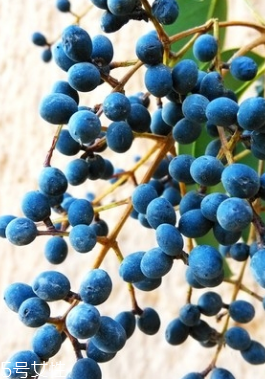 女貞子能和旱蓮草一起吃嗎？女貞子和旱蓮草的用量